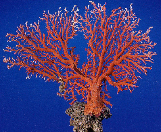 赤珊瑚 | vuzelia.com