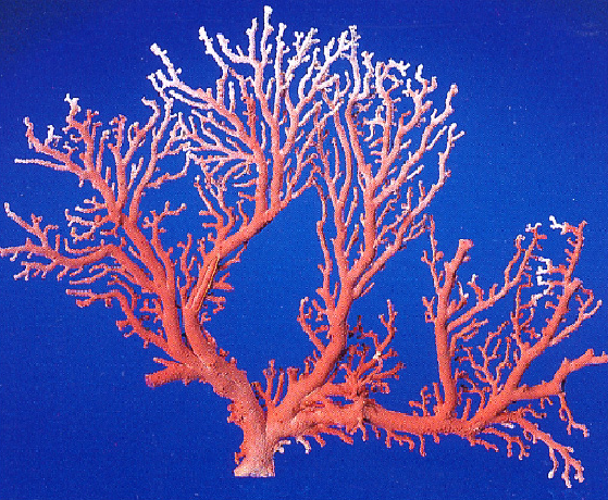 珊瑚その他