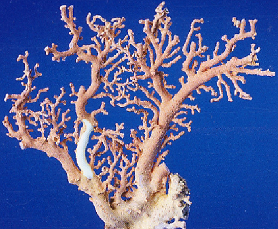宝石珊瑚について | 日本珊瑚商工協同組合